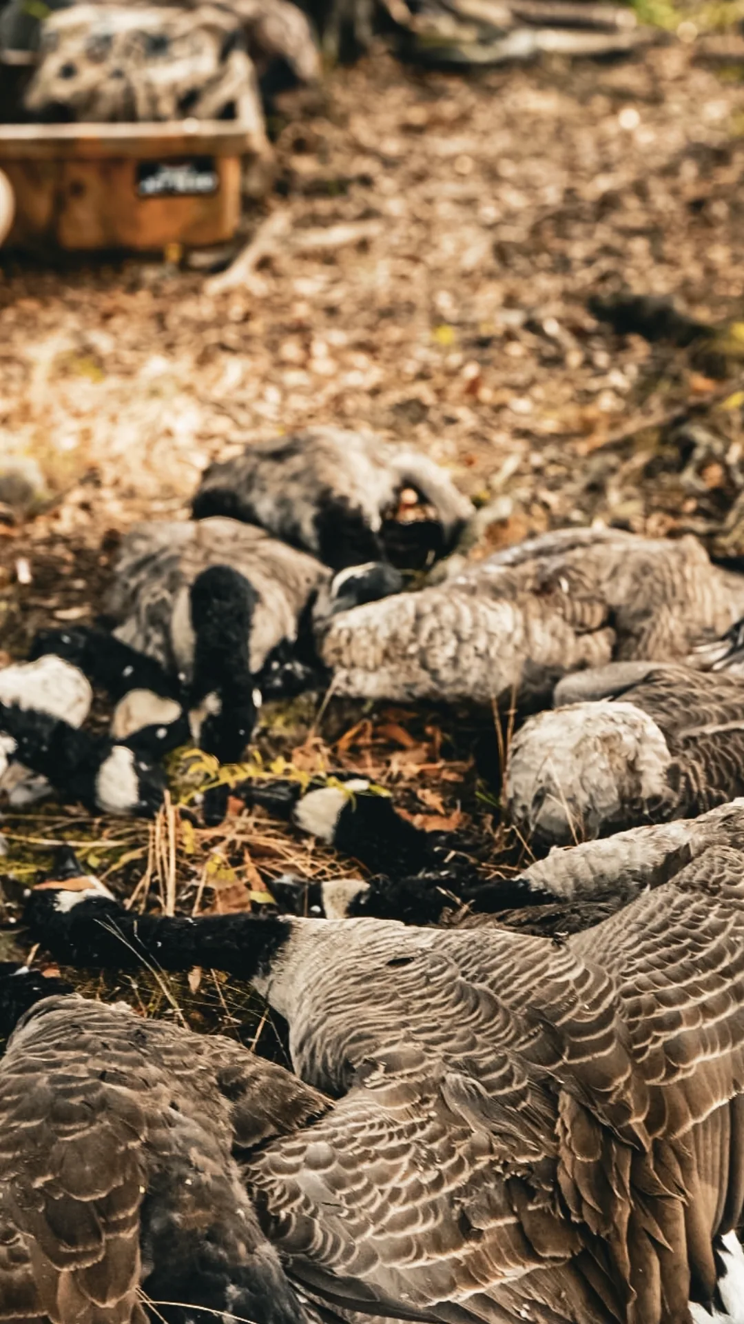 Season — Waterfowl & Wild Country