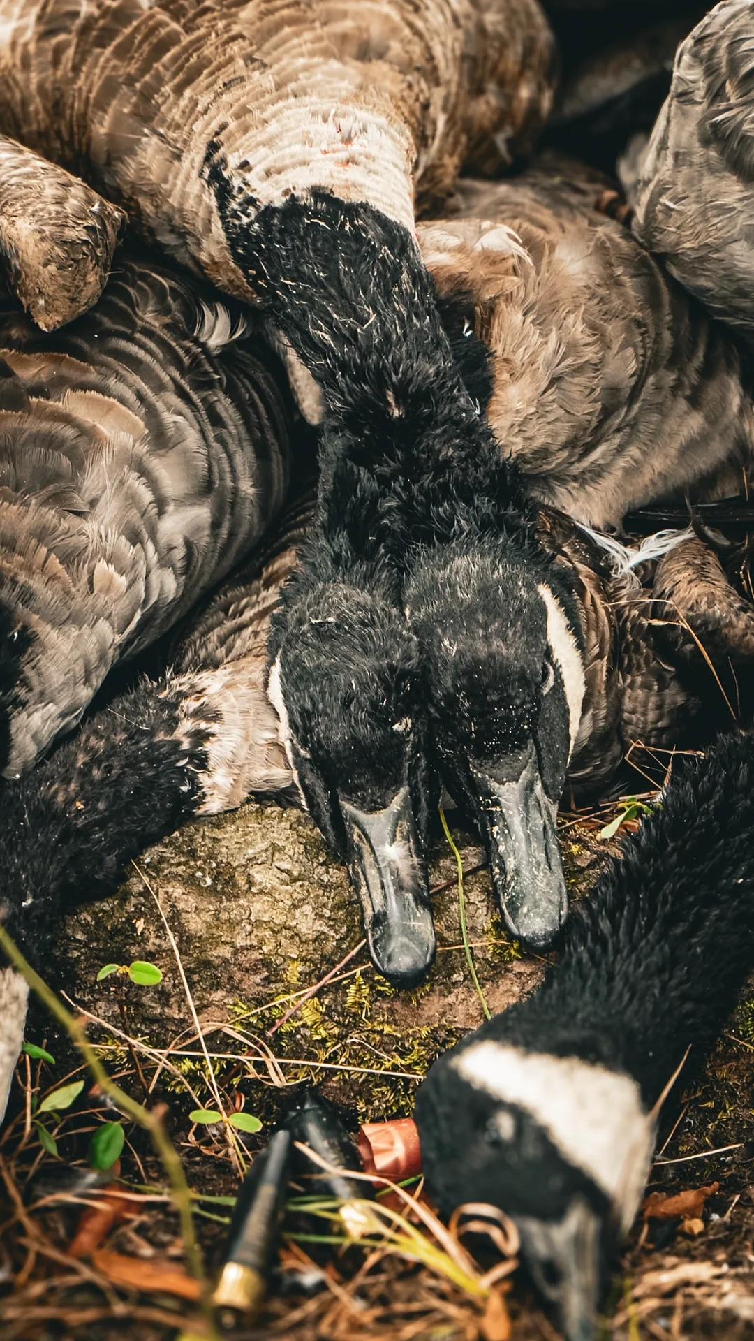 Season — Waterfowl & Wild Country